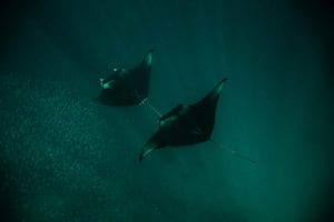 Manta rays showing nature at peace and in harmony