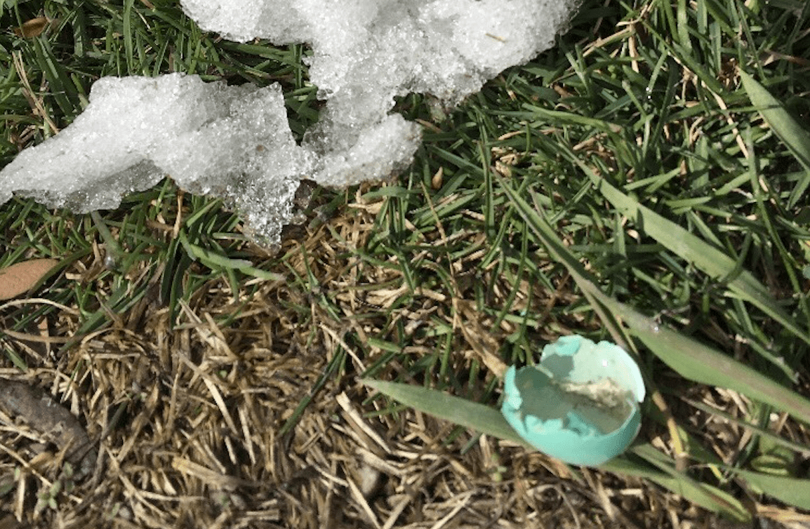 broken blue shell and melting snow