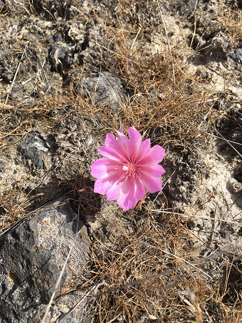 Pink flower breaking through dead grass